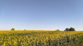 IMG_20190420_084449-EFFECTS (2).jpg